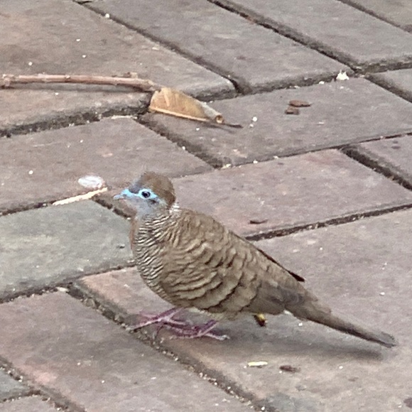 Meet your Posher, Tony - Picture 1 of 1